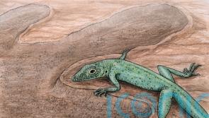 Tiny 166m-year-old lizard fossil found in Scotland shows ‘evolution in action’
