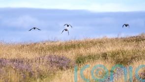 Consultation opens on tightening laws around grouse shooting