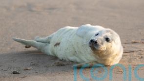 First grey seal pup of the season born at Horsey Beach in Norfolk