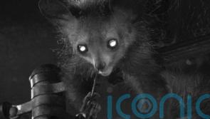 Nose picking lemur ‘could shed light on behaviour deemed improper in humans’