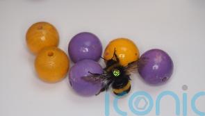 Bumble bees ‘play with balls for enjoyment’
