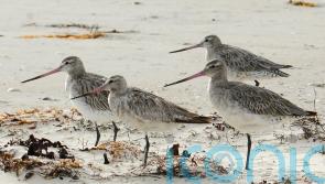 Bird could be heading for record books after Alaska-Australia flight