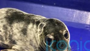 Injured seal pup found with heart drawn around him in the sand