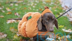 In Video and Pictures: Dachshunds get into Halloween spirit on Sausage Walk