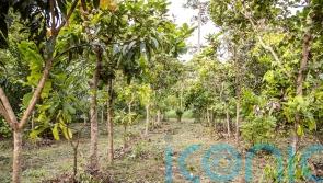Cocoa producers trial new farming scheme to save chocolate from climate change