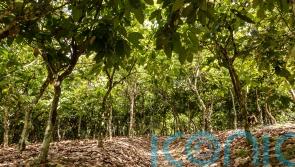 Climate change taking cocoa farmers ‘back to zero’ in Ghana