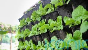 How to create a vertical allotment in a small space