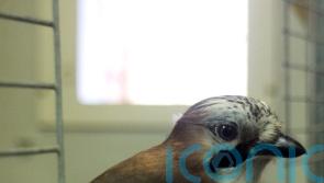 Patience is a virtue for jays waiting for favourite food