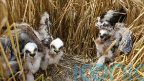 Montagu’s harriers fail to breed in UK for first time in 45 years – report