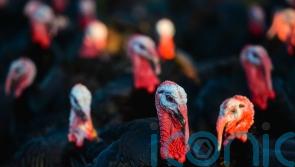 UK will have enough turkeys for Christmas despite bird flu, minister insists