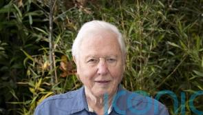 David Attenborough’s Our Planet renewed as Netflix announces new programmes