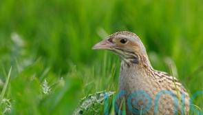 RSPB concerned over fall in number of corncrakes in Scotland