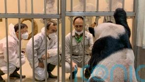 Chinese panda experts visit Taiwan in rare point of contact