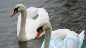 Poultry farmers told to keep flocks indoors amid rise in bird flu cases