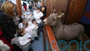 Call for common sense to prevail in row over Dublin’s live animal crib