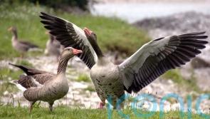 Fireworks can cause stress to birds in the wild, study suggests