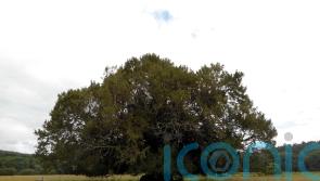 ‘Magnificent’ yew in abbey’s grounds crowned as Woodland Trust Tree of the Year