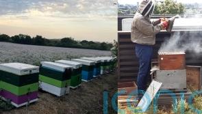 High-flying businessman swaps glamour of Dubai, where he had a personal driver and maid, to become a beekeeper in London