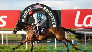 American Mike up in trip for hurdling bow at Down Royal
