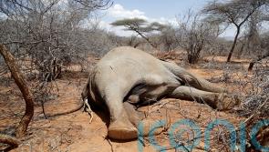 Hundreds of elephants and zebras die during drought in Kenya