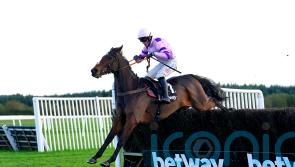 More glory for Greaneteen in Haldon Gold Cup