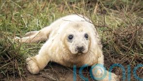 Baby seals back in Lincolnshire as pupping season returns