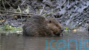 Two new beaver enclosures to be built near Jamie Oliver’s home