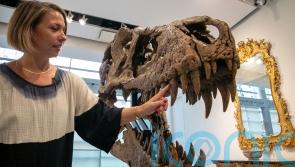 Maximus the T. rex’s skull predicted to fetch 15 million dollars at auction