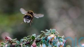Bumblebees less likely to land on flowers sprayed with fertilisers – study