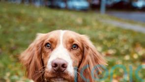 Puppy found dumped on roadside becomes police sniffer dog