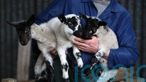 Farming investment deterred by uncertainty over agriculture payments – Lib Dems