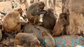 Friendly monkeys have ‘higher levels of helpful bacteria in their guts’