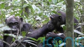 Wild chimpanzees show others objects simply to share attention