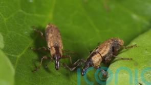 Specialist weevils deployed in Yorkshire waterways to tackle invasive plant