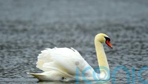Twelve swans found dead in suspected outbreak of avian flu at Glasgow park