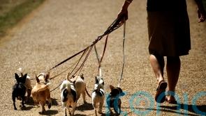 Dog owners ‘set to spend 10% more on their pets this Christmas than last year’