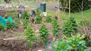 London council to use wasteland to help educate children about growing food