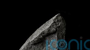 Winchcombe meteorite ‘holds clues as to how oceans and life originated on Earth’