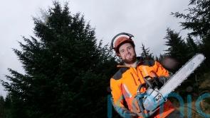 40-year-old super spruce selected as Westminster Christmas tree