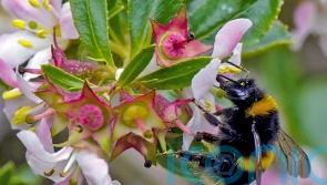 Social bees ‘travel greater distances for food than solitary ones’