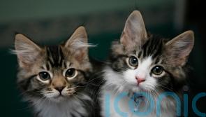 Feeding pets dry food reduces their environmental impact – study