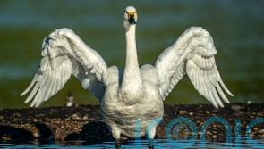 Swans’ late arrival could be linked to warmer weather