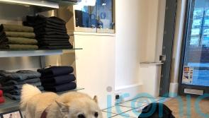 Deaf man credits dogs for making him feel better after mental health struggles