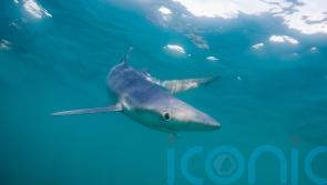 Electric pulses can reduce number of sharks caught on fishing lines, study finds