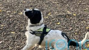How specially trained sniffer dog Jac will keep electricity flowing this winter