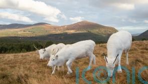 Rare white reindeer calves ready to help spread festive cheer