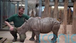 Zookeepers delighted that baby rhino is already as heavy as a piano
