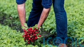 Migrant workers on British farms trapped in ‘debt bondage’, MPs told