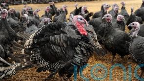 Consumers warned of ‘big, big’ shortage of British free range turkeys this Christmas