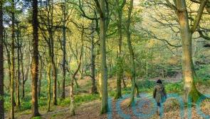 Expanding freedom to roam to woods could ‘unlock’ nature for poor communities